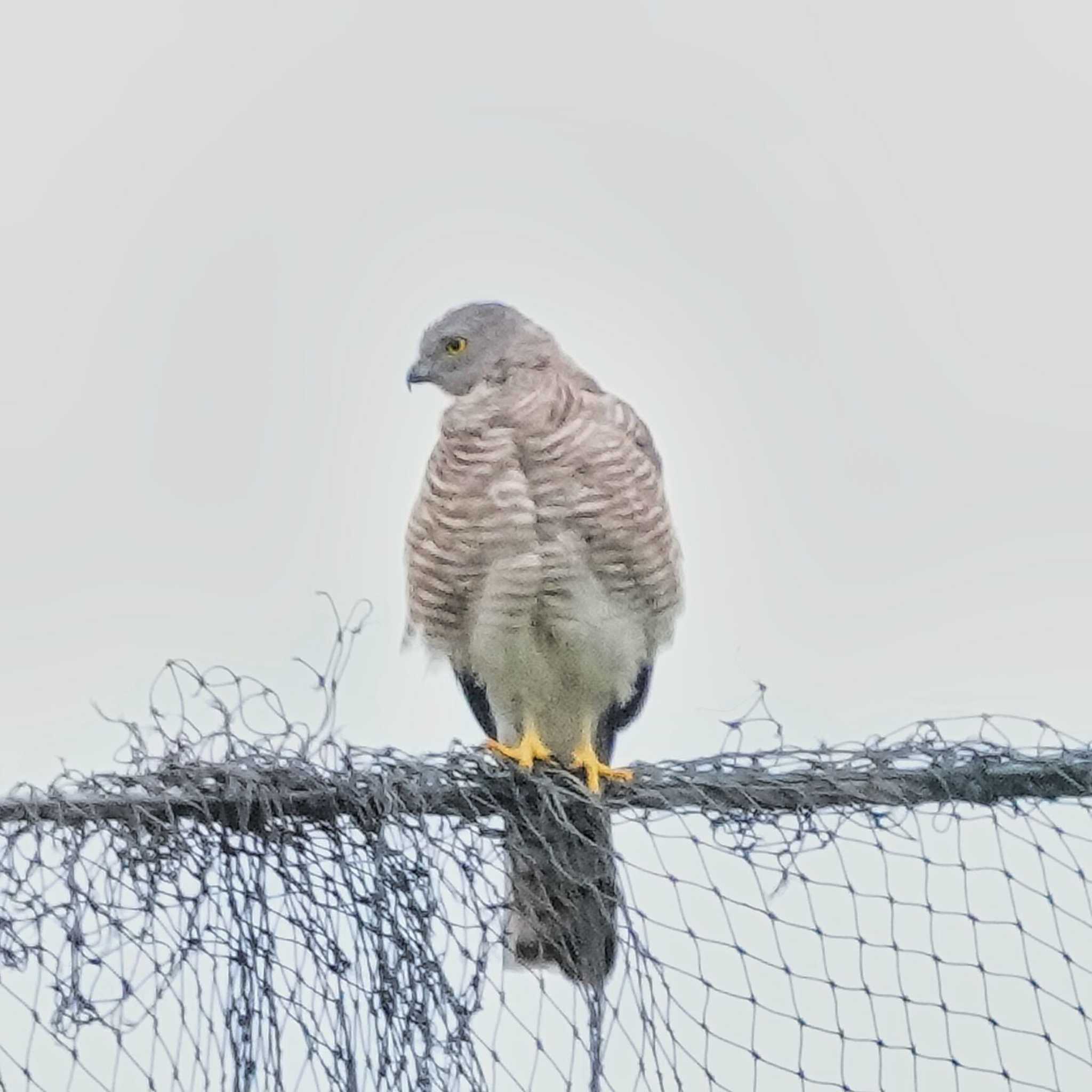 タカサゴダカ