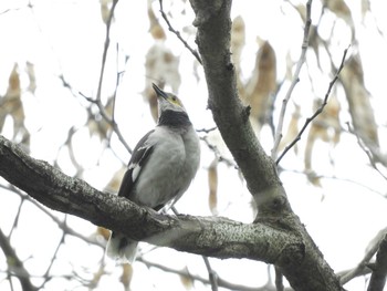 2019年3月31日(日) 大安森林公園の野鳥観察記録