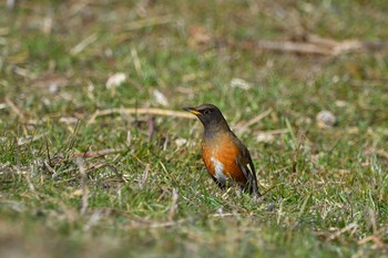 Brown-headed Thrush(orii) 山田池公園 Sat, 2/13/2021