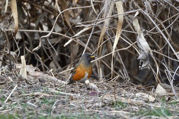 Brown-headed Thrush(orii) 山田池公園 Sat, 2/13/2021