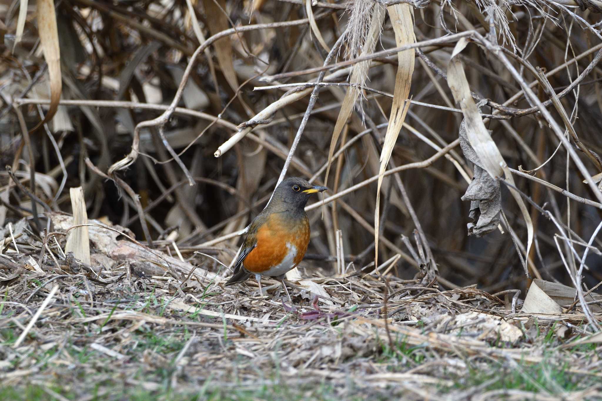 Brown-headed Thrush(orii)