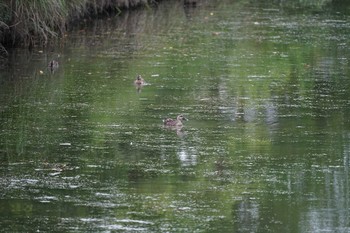 2021年7月16日(金) 松江城の野鳥観察記録