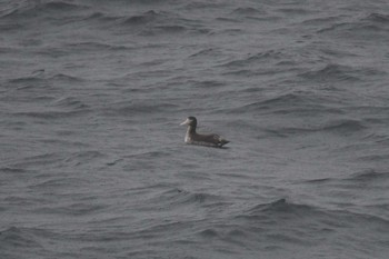 Short-tailed Albatross 大洗-苫小牧航路 Sat, 5/22/2021