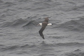 Laysan Albatross 大洗-苫小牧航路 Sat, 5/22/2021