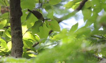 2021年7月16日(金) 高尾山の野鳥観察記録