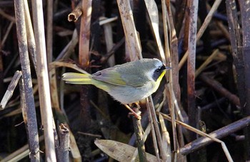 Common Yellowthroat 茨城県 Wed, 3/29/2017