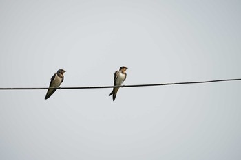 2021年7月15日(木) 松江市の野鳥観察記録