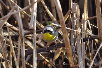 カオグロアメリカムシクイ 茨城県 2017年3月29日(水)