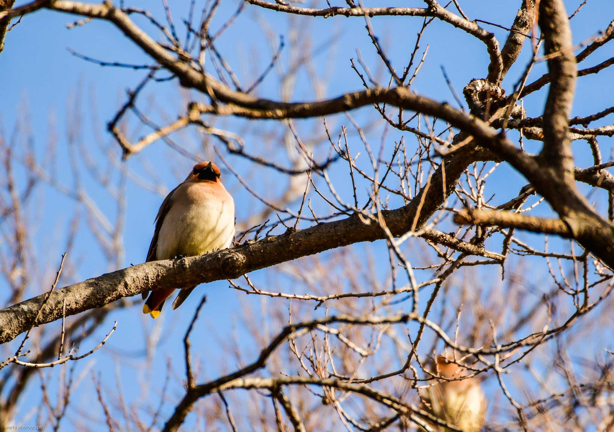 Photo of Bohemian Waxwing at Osaka castle park by すうぃーとえれふぁんと