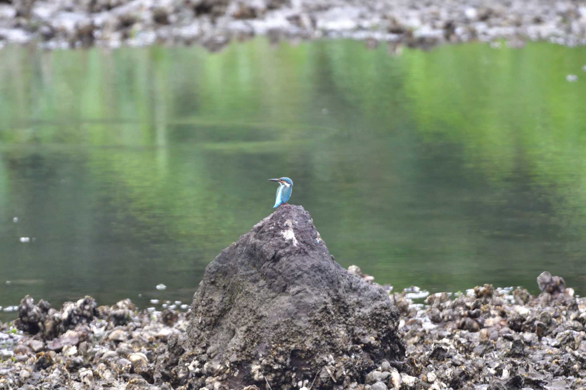 長浜公園 カワセミの写真 by やなさん