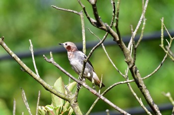 2021年7月17日(土) 長浜公園の野鳥観察記録