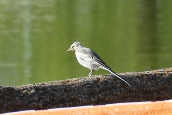 ハクセキレイ 都立浮間公園 2021年7月17日(土)