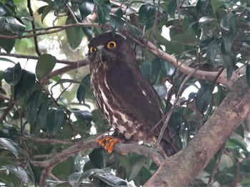 2021年7月16日(金) 三重県の野鳥観察記録