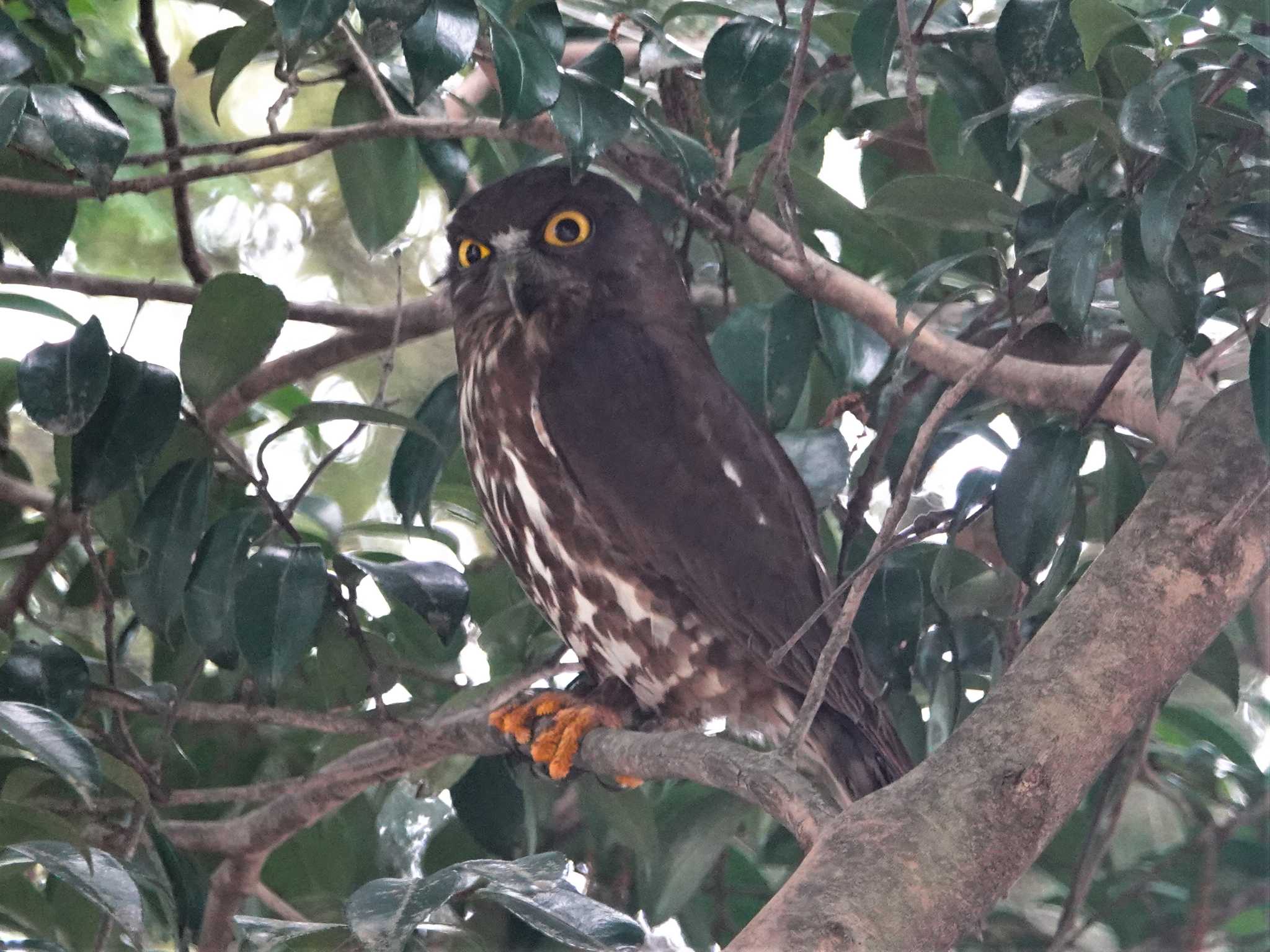 三重県 アオバズクの写真 by KazuIson