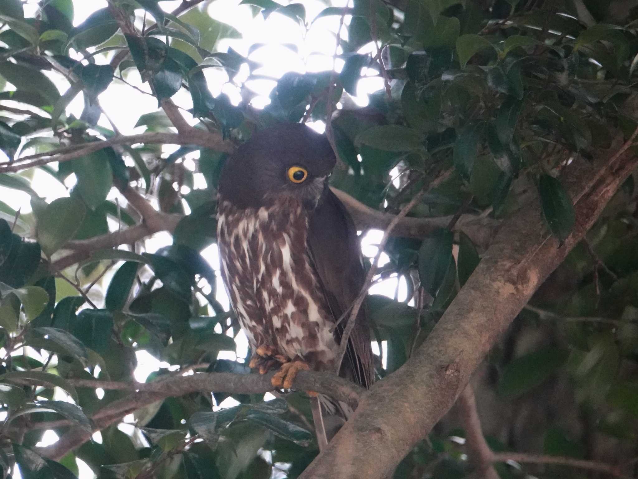 三重県 アオバズクの写真 by KazuIson