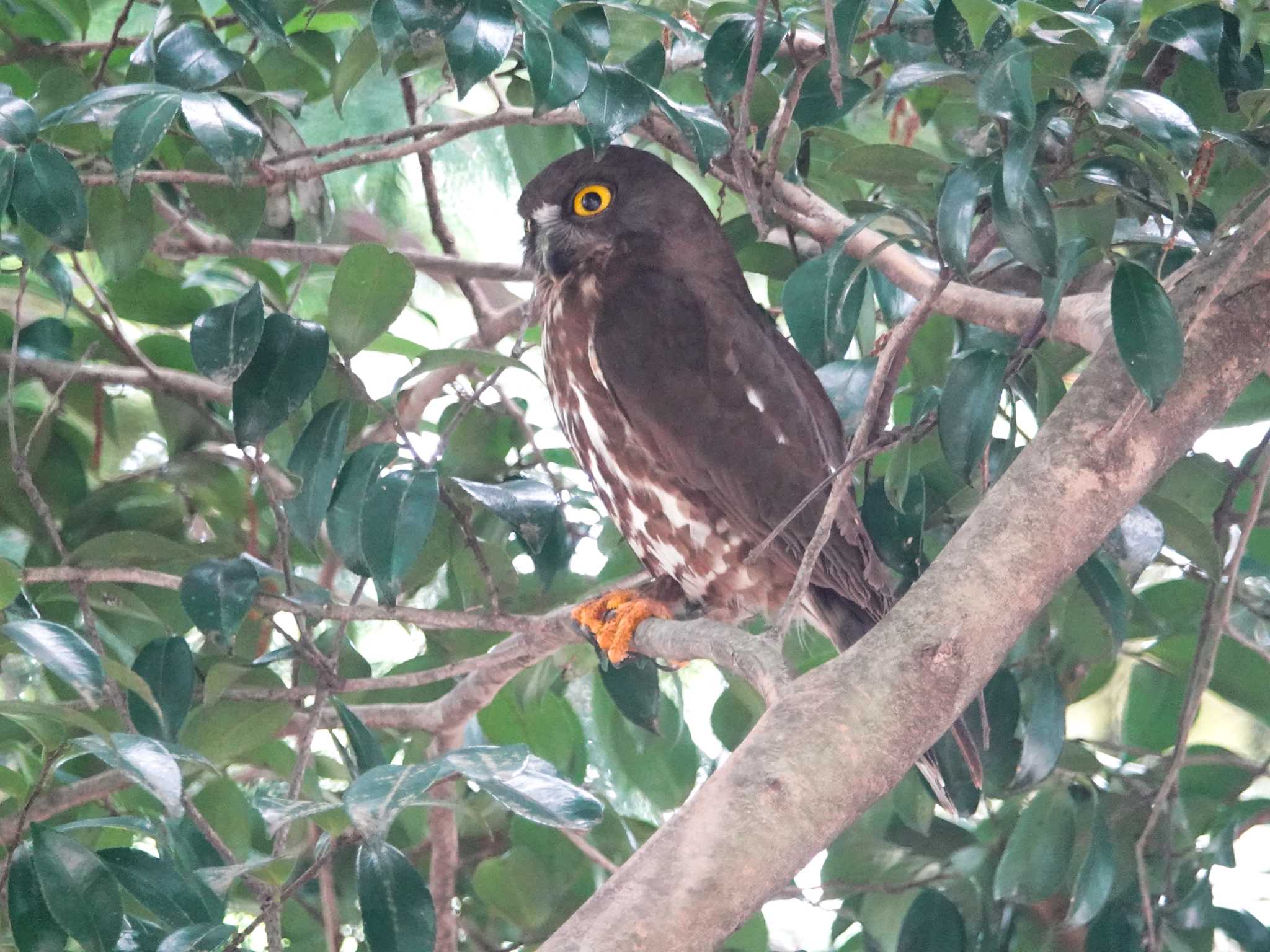 三重県 アオバズクの写真 by KazuIson