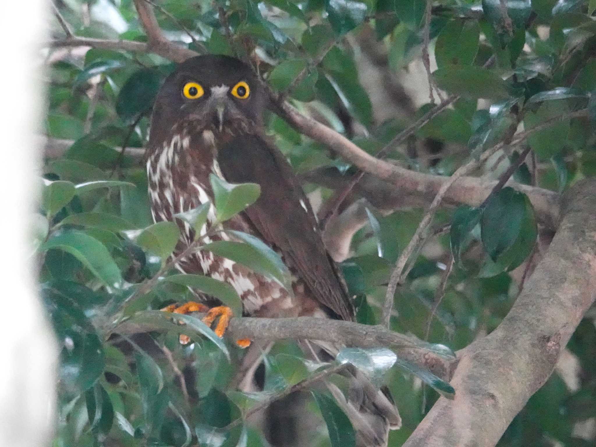 三重県 アオバズクの写真 by KazuIson