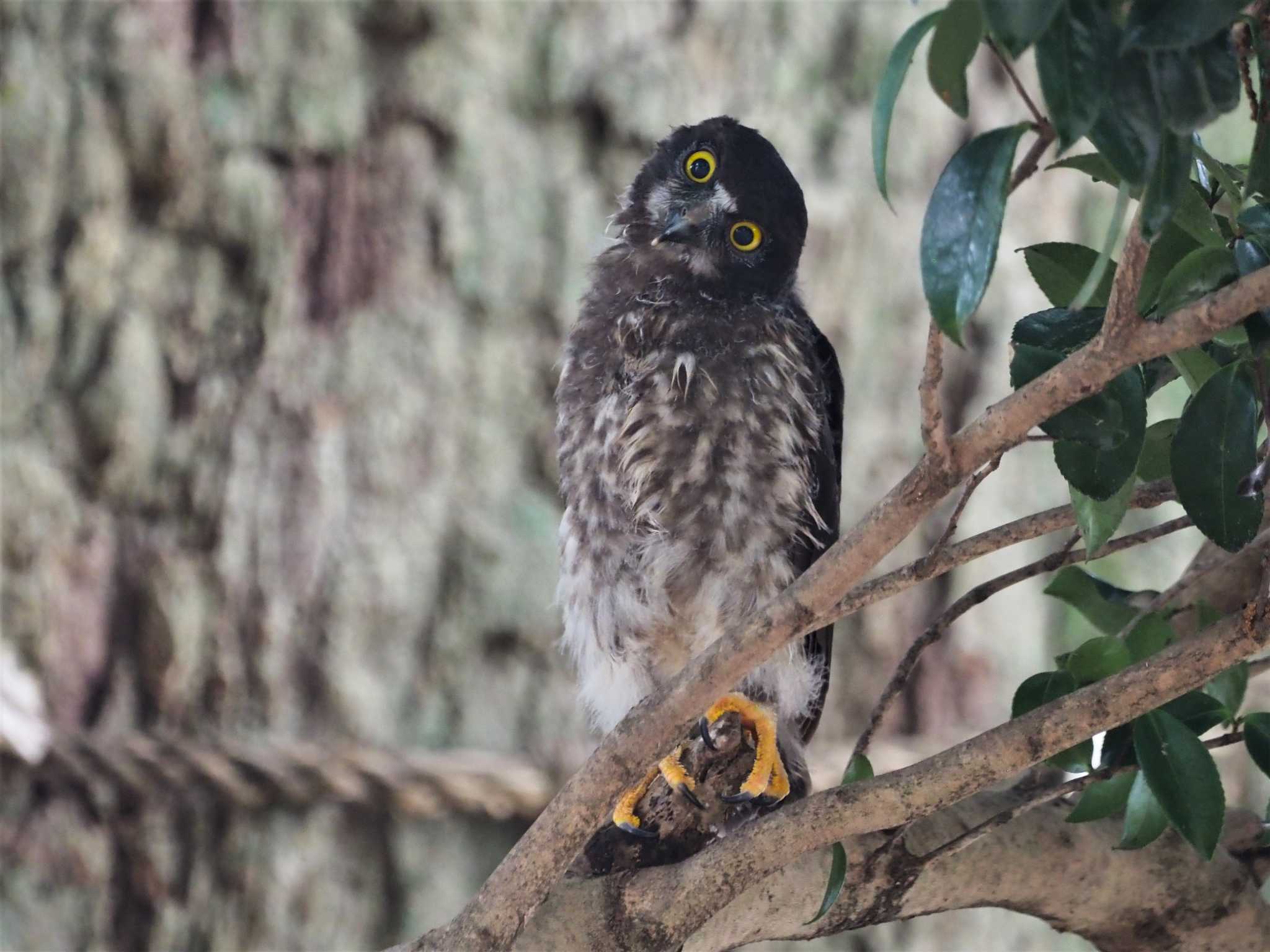 三重県 アオバズクの写真 by KazuIson