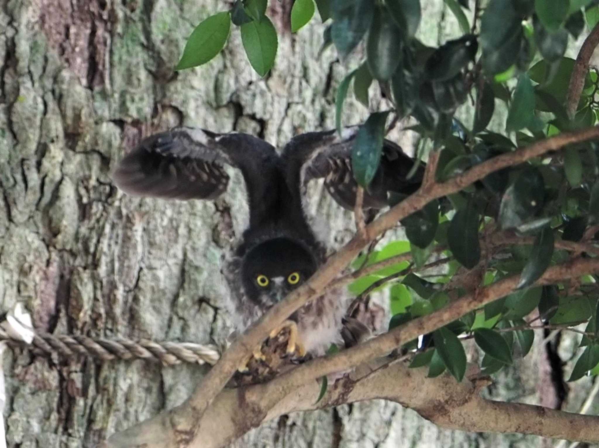 三重県 アオバズクの写真 by KazuIson