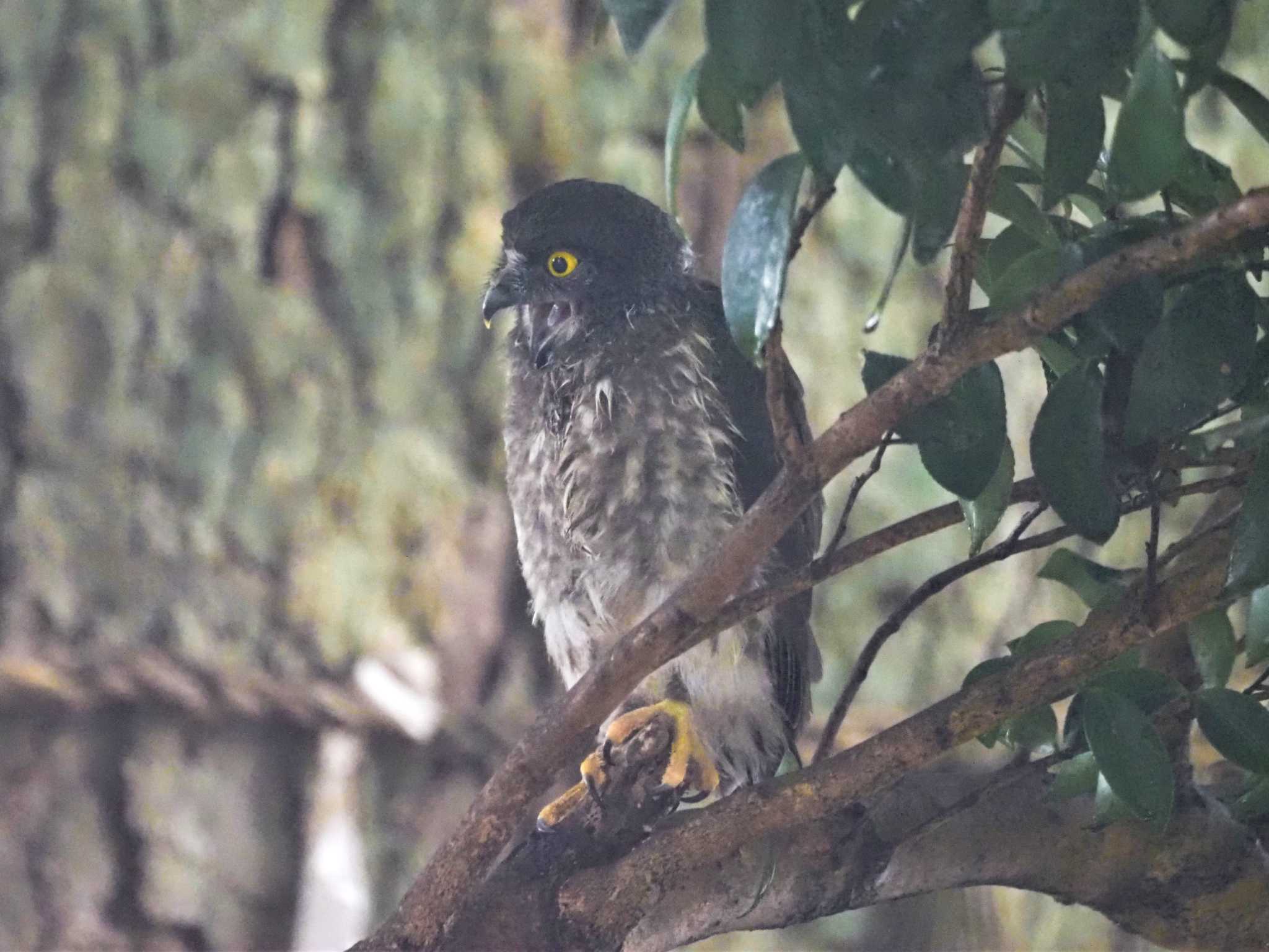 三重県 アオバズクの写真 by KazuIson