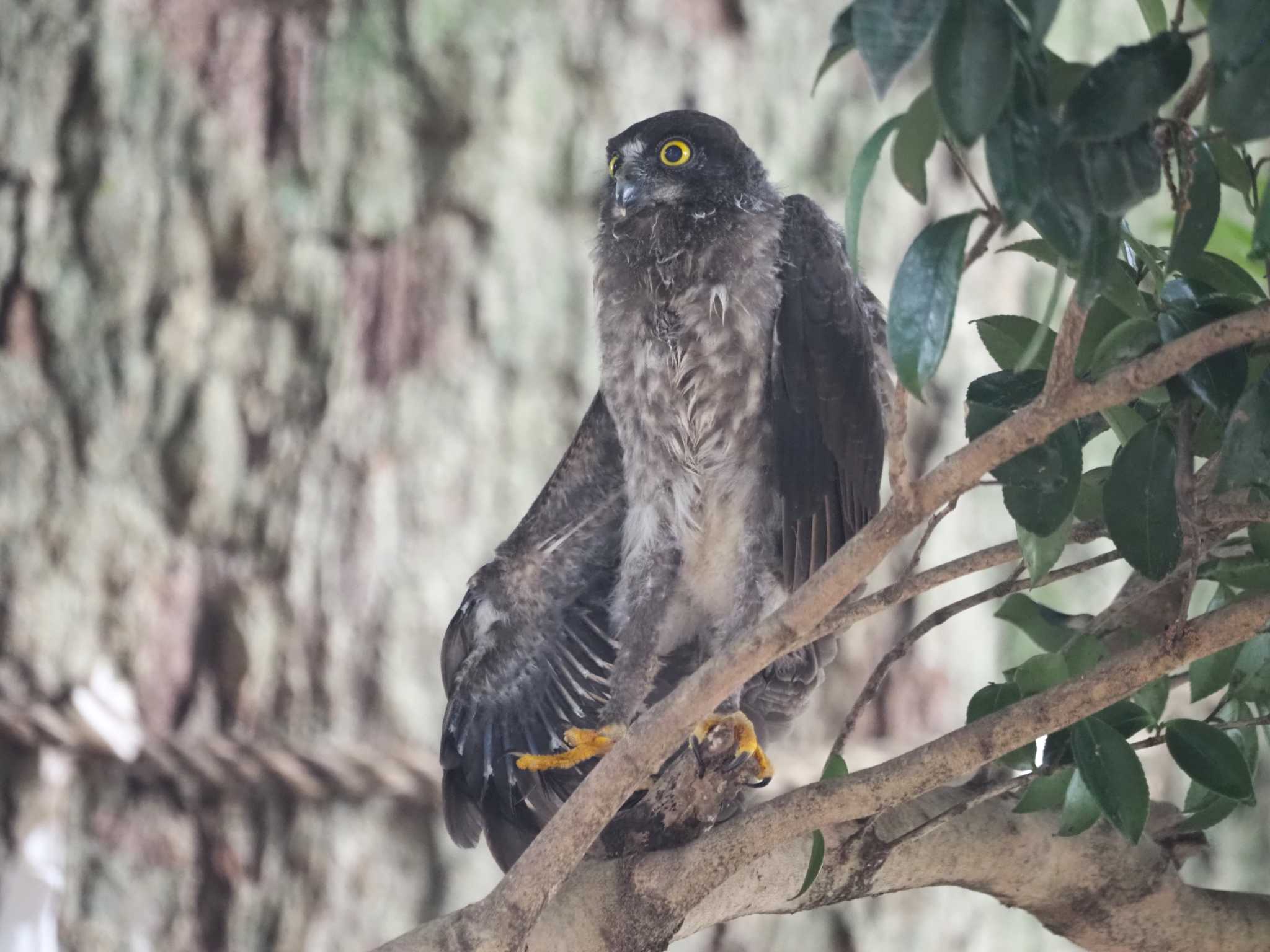 三重県 アオバズクの写真 by KazuIson