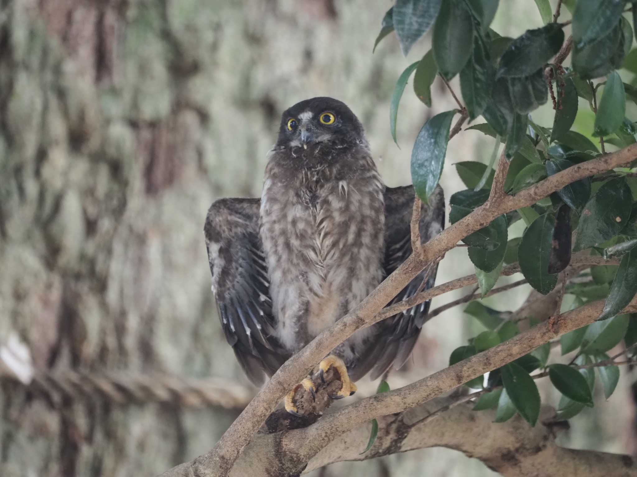 三重県 アオバズクの写真 by KazuIson