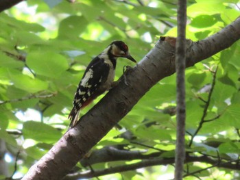 アカゲラ 豊平公園(札幌市) 2021年7月17日(土)