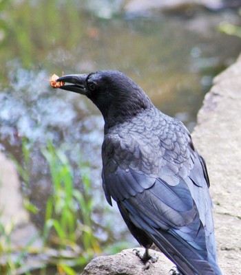 Carrion Crow Hattori Ryokuchi Park Thu, 7/15/2021