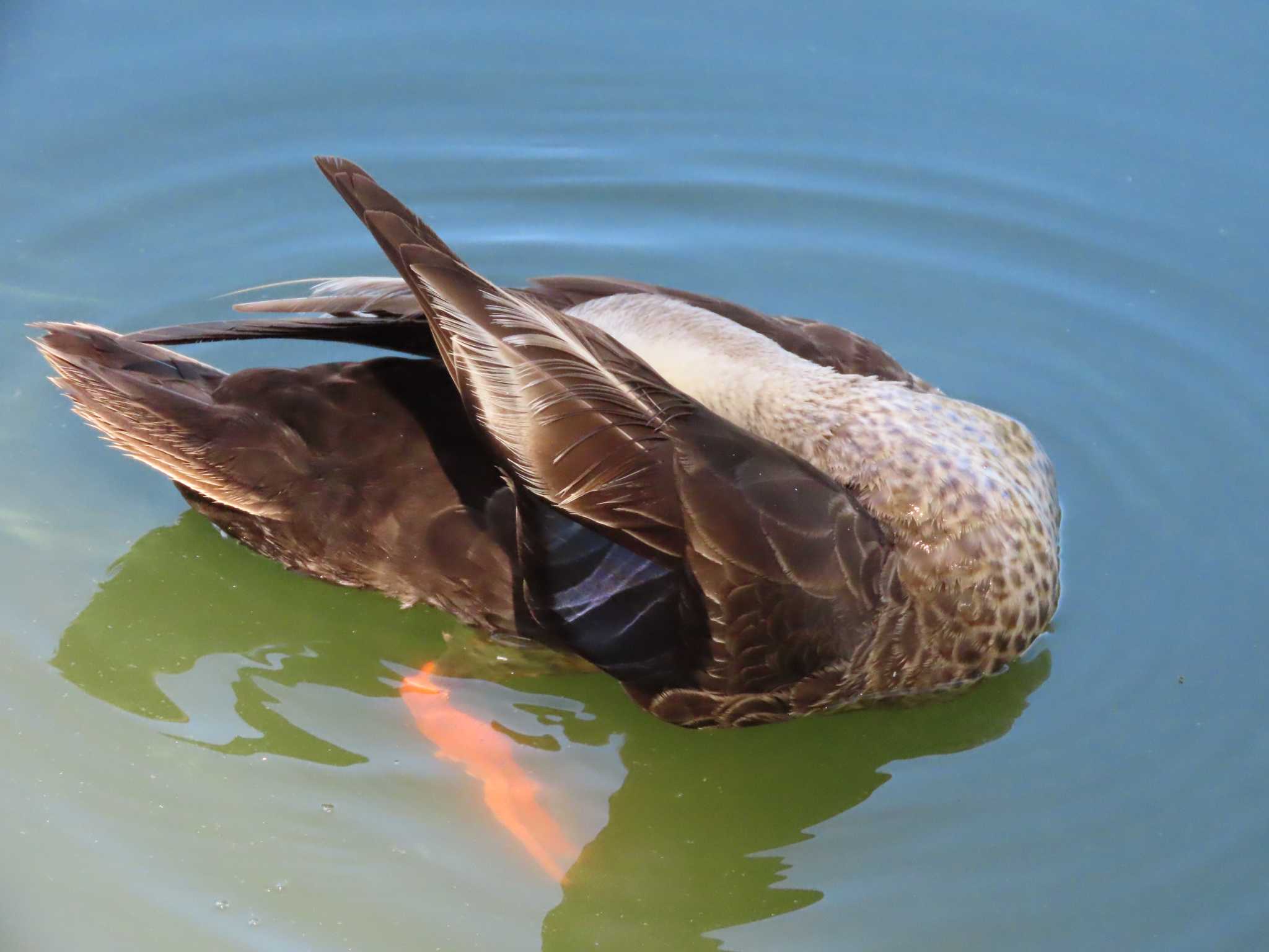 都立浮間公園 カルガモの写真 by のぐち