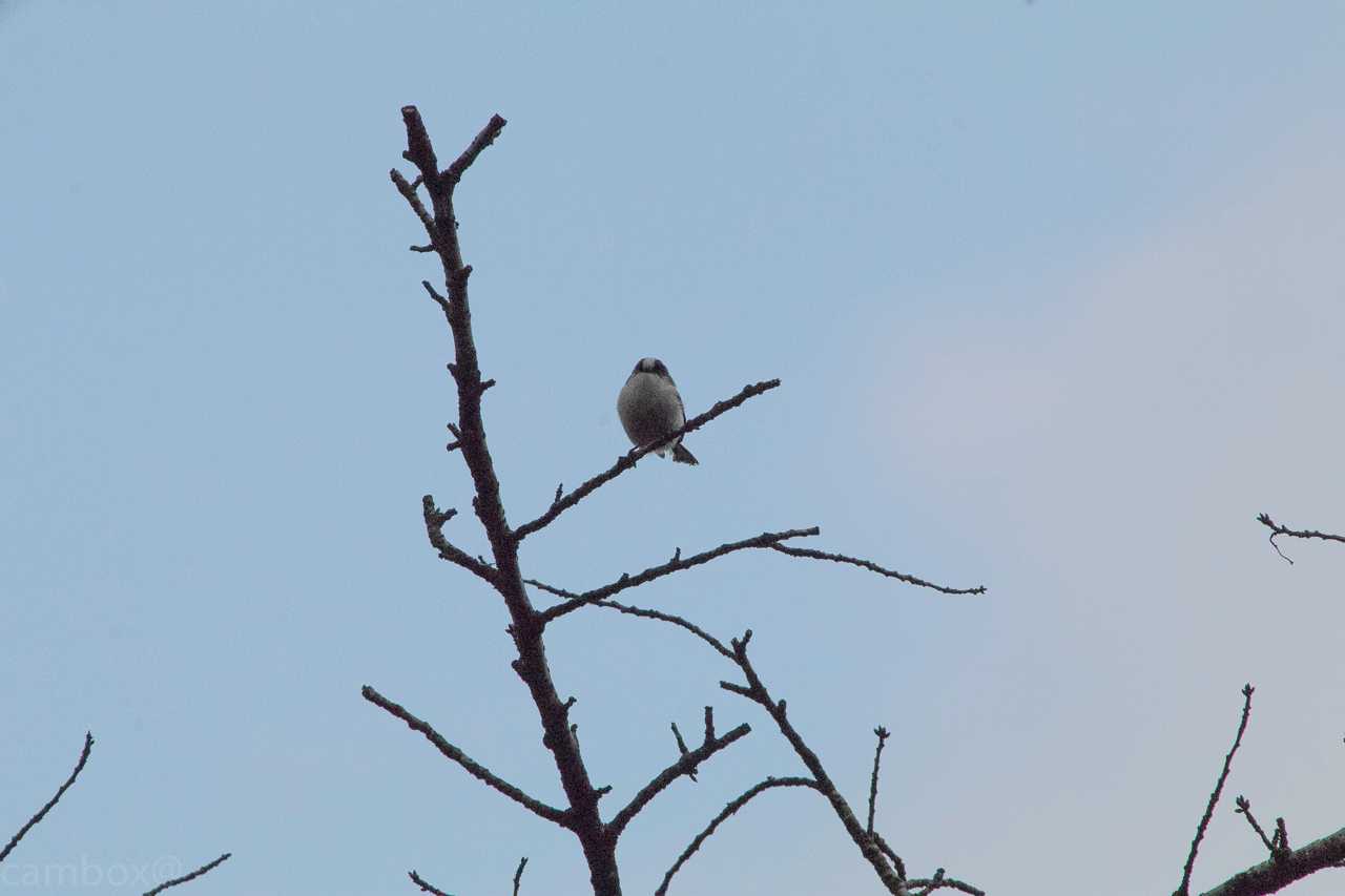 Photo of Long-tailed Tit at 航空公園 by natoto