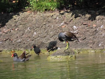 2021年7月17日(土) 都立浮間公園の野鳥観察記録