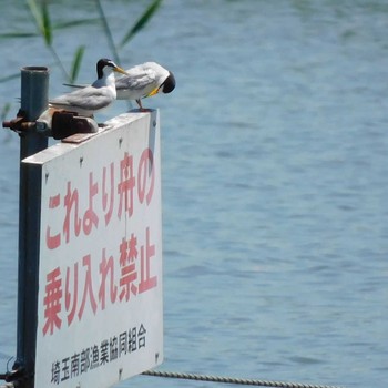 コアジサシ 伊佐沼 2021年7月17日(土)