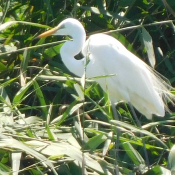 Great Egret Isanuma Sat, 7/17/2021