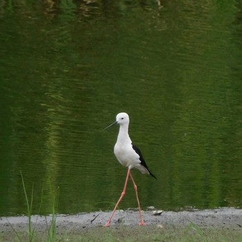 セイタカシギ 東京港野鳥公園 2021年7月3日(土)