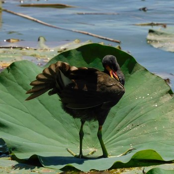 Common Moorhen Isanuma Sat, 7/17/2021