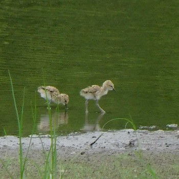 セイタカシギ 東京港野鳥公園 2021年7月3日(土)