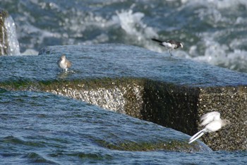 2021年7月17日(土) 多摩川二ヶ領宿河原堰の野鳥観察記録