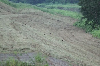 2021年7月13日(火) 不明の野鳥観察記録