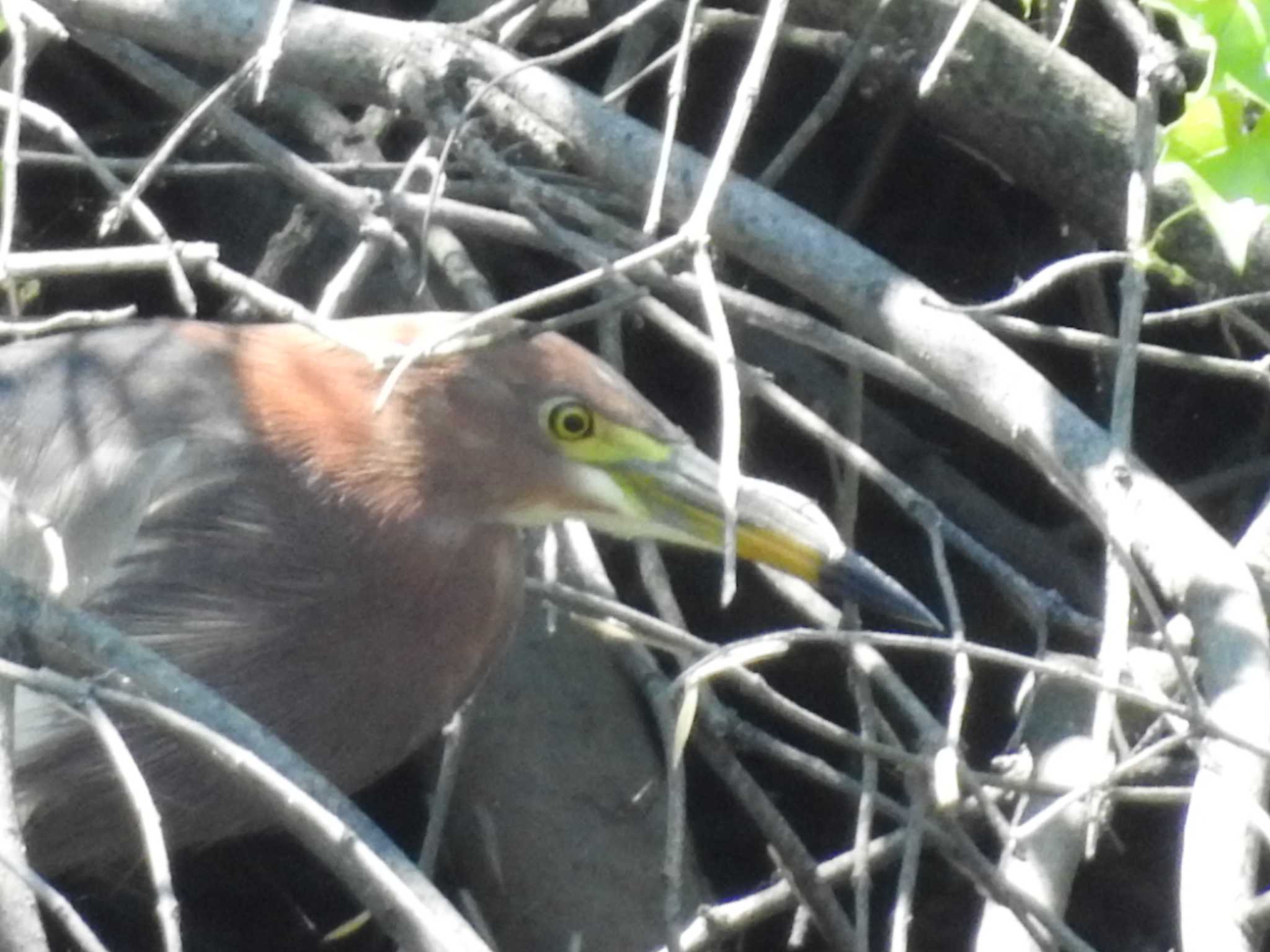 Chinese Pond Heron