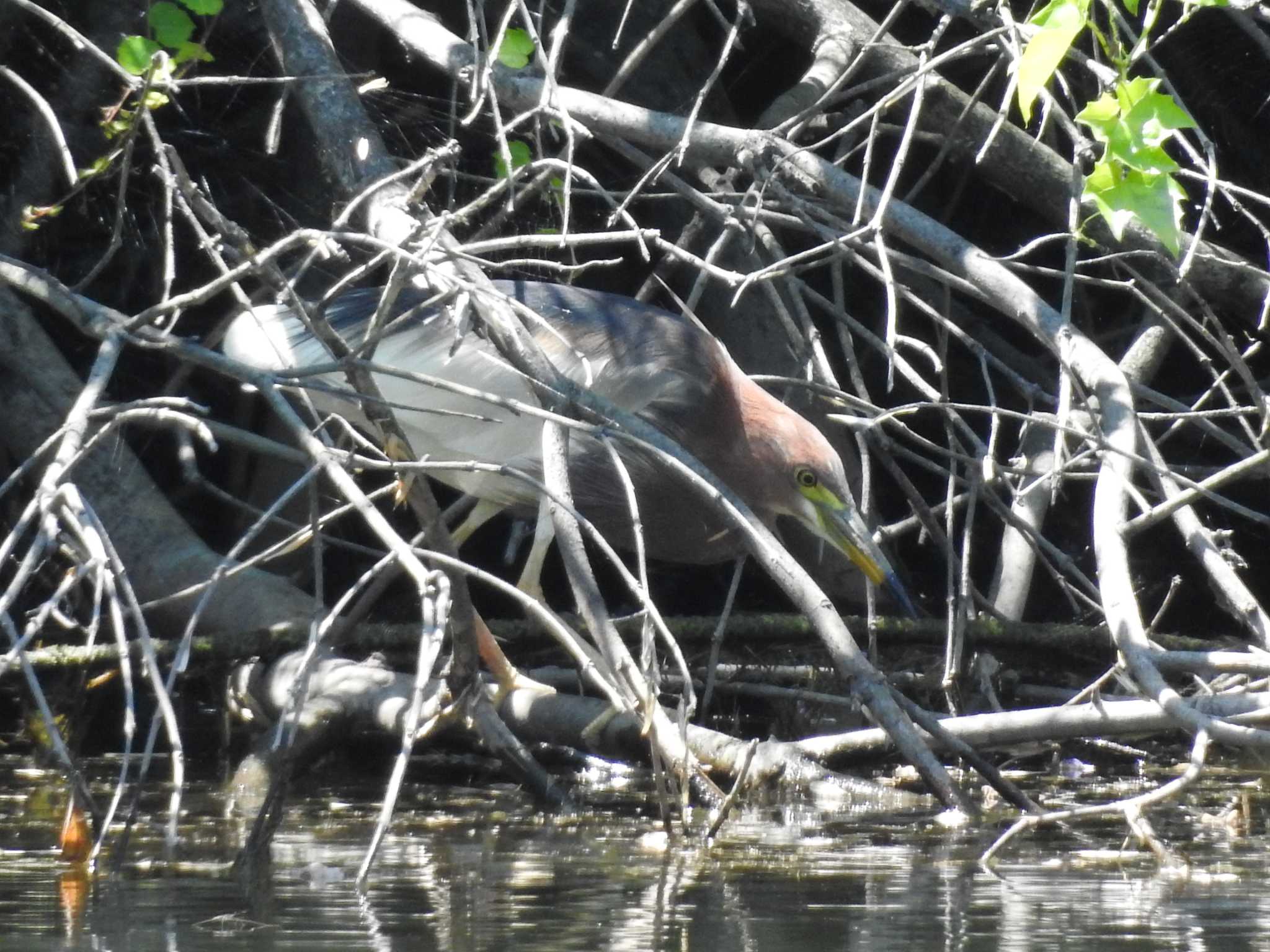 Chinese Pond Heron