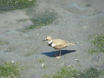 コチドリ 東京港野鳥公園 2021年7月17日(土)