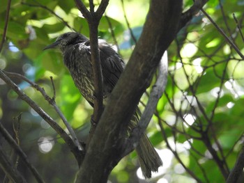 ヒヨドリ 東京港野鳥公園 2021年7月17日(土)