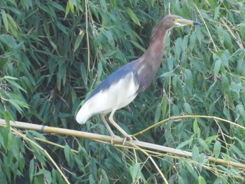 アカガシラサギ 東京港野鳥公園 2021年7月17日(土)