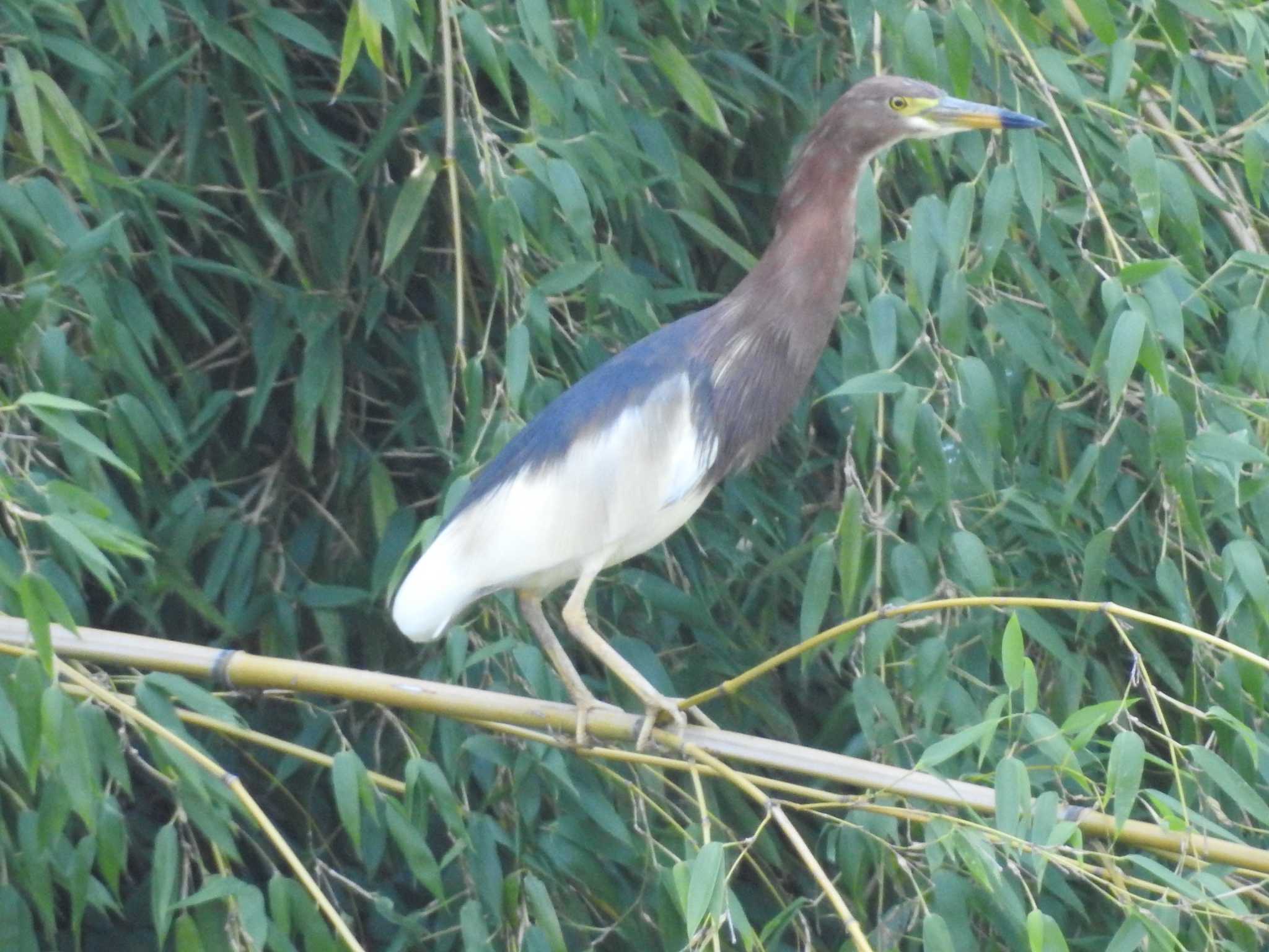 Chinese Pond Heron