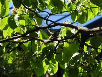 コゲラ 東京港野鳥公園 2021年7月17日(土)