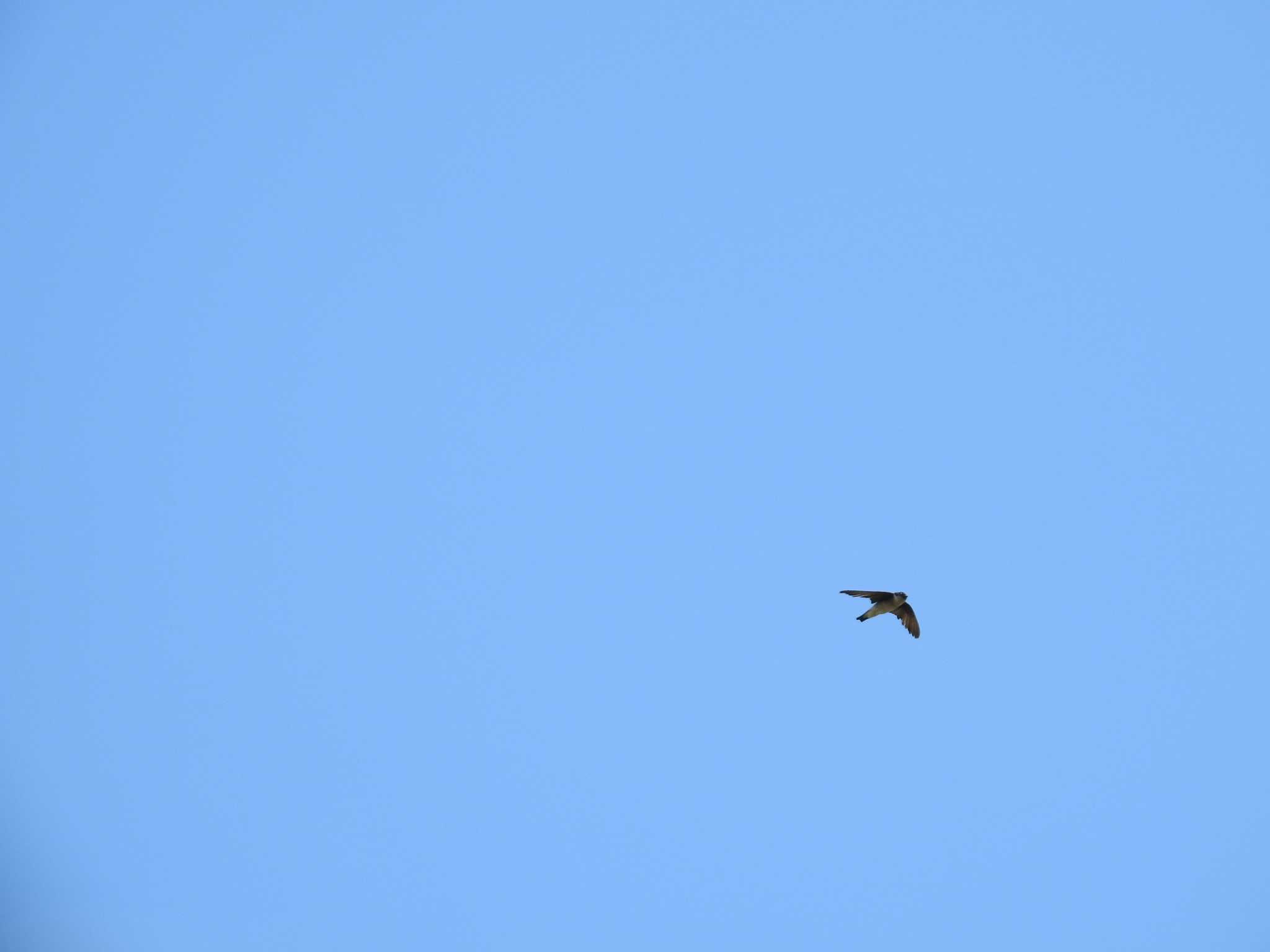 Asian House Martin