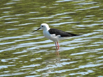 セイタカシギ 東京港野鳥公園 2021年7月17日(土)