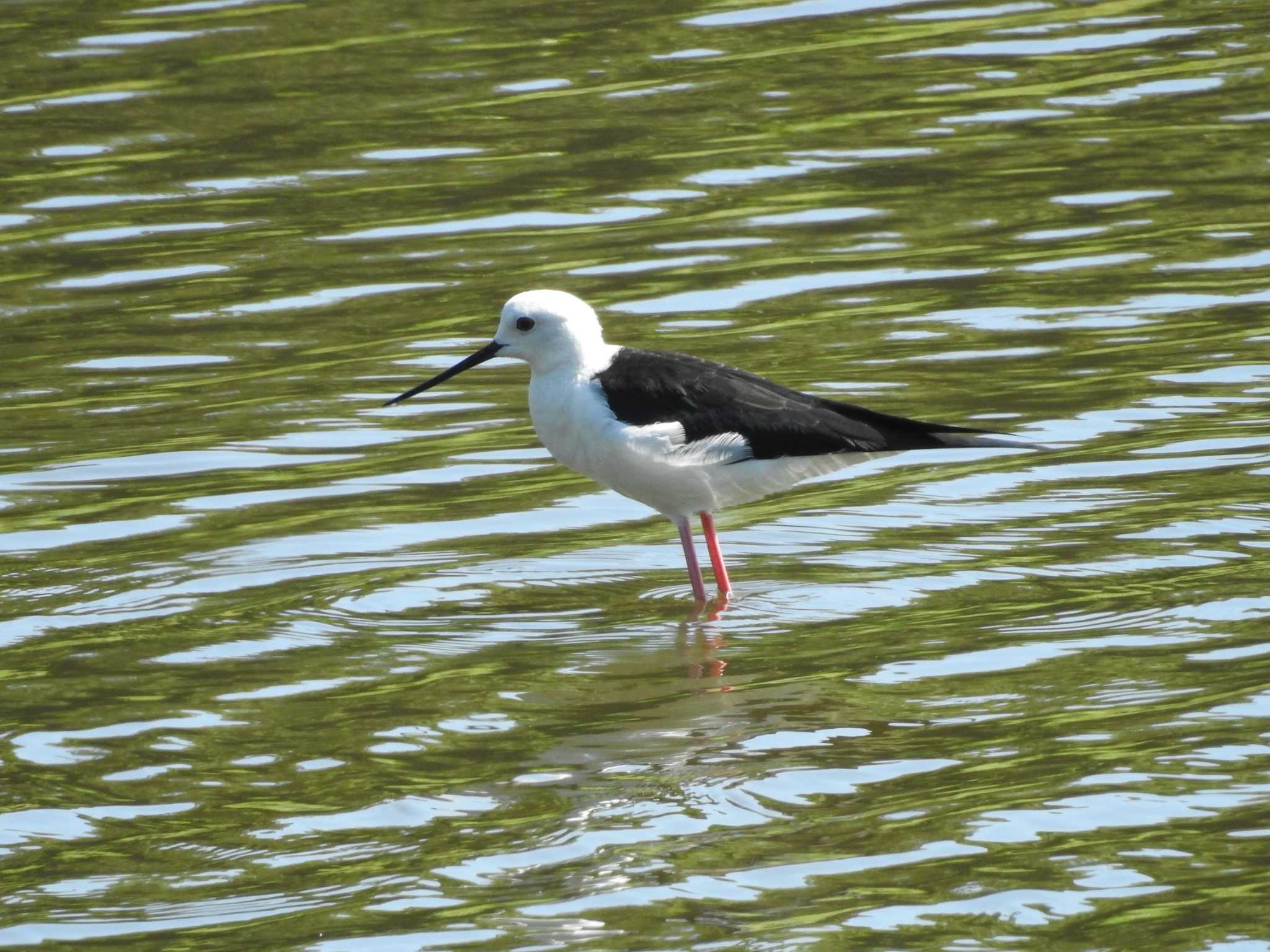 Black-winged Stilt