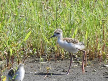 セイタカシギ 東京港野鳥公園 2021年7月17日(土)