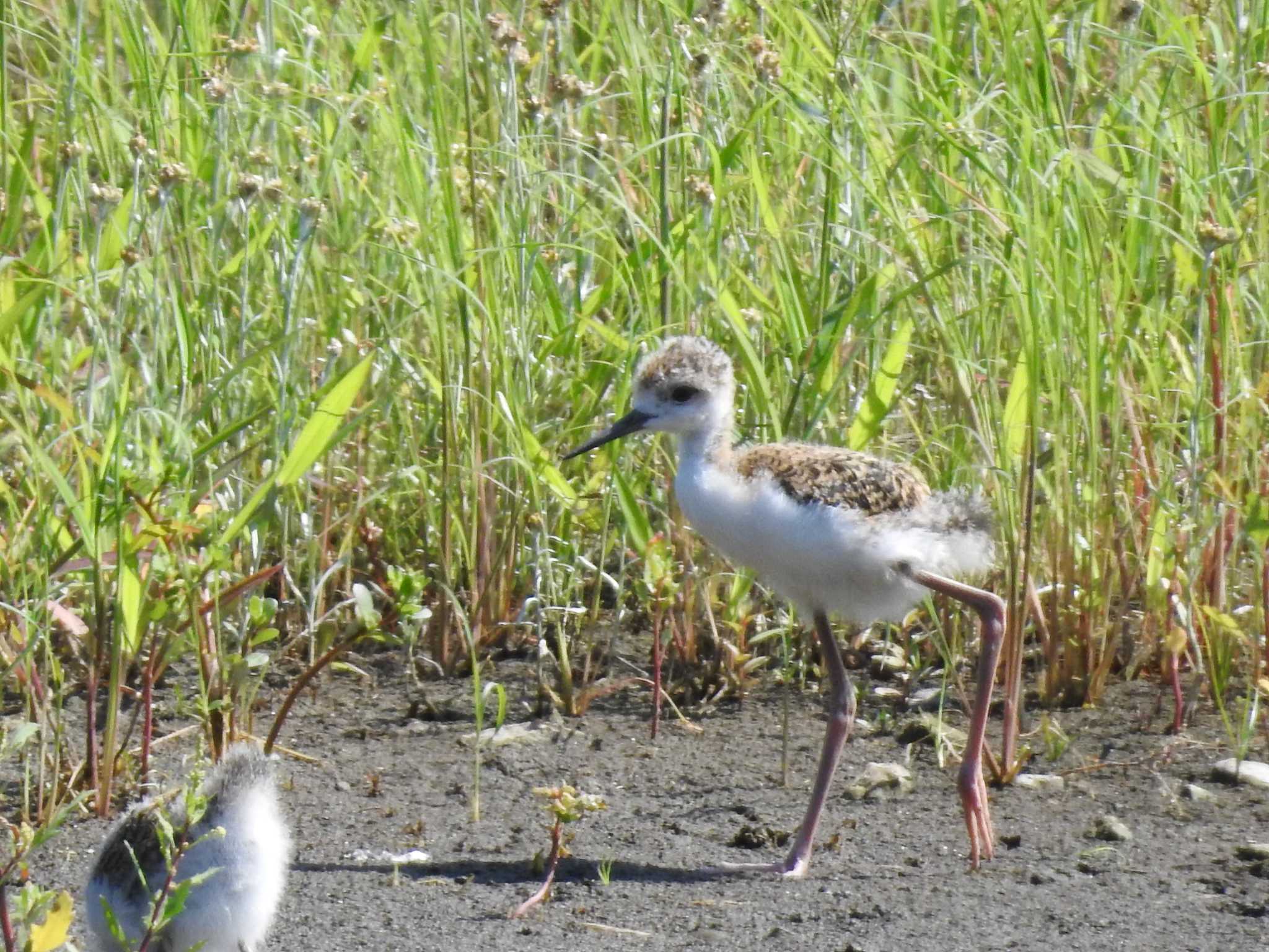 Black-winged Stilt